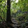 The AT disappears on its way up to Hightop Mountain in early October.