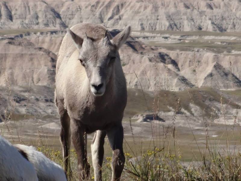 Badlands National Park - Bighorn Sheep.