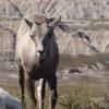 Badlands National Park - Bighorn Sheep.