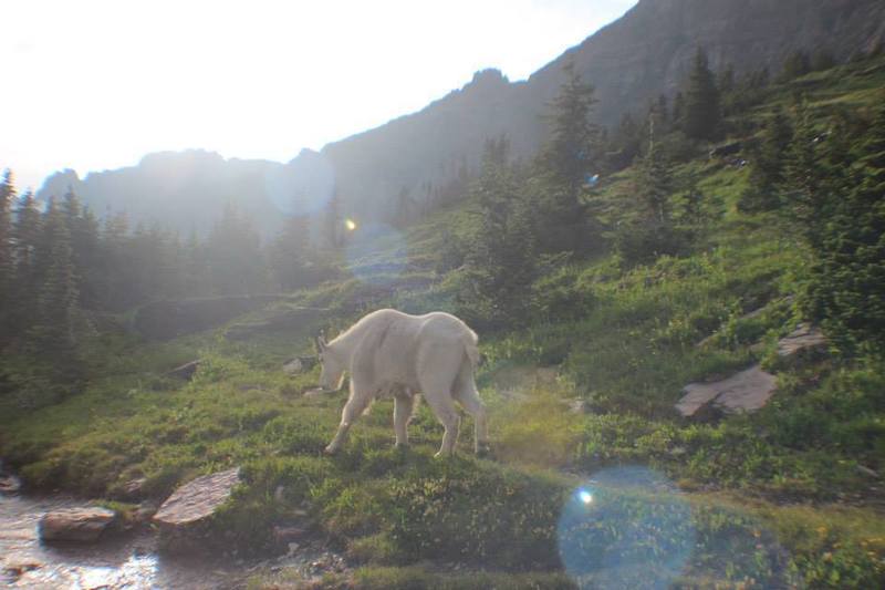 This goat would not leave us alone on the Granite Park Trail!