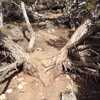 A spur trail that branches off of the main King Nature Park trail and goes right through the middle of two trees!