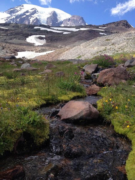 The end of the vegetation on the Skyline Trail.