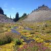 Wildflowers on the Skyline Trail in late spring.