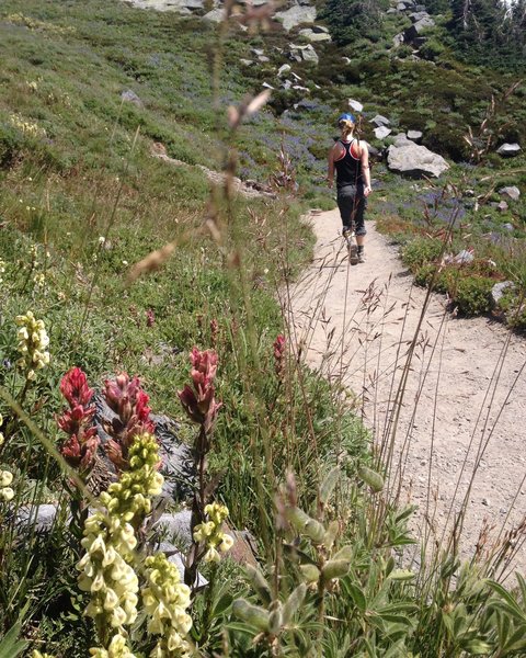 Nearing the top of Skyline Trail.