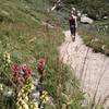 Nearing the top of Skyline Trail.