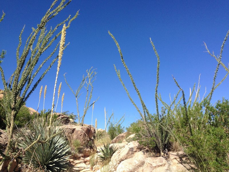 Looking west through one a short climb. Ocotillo, misshapen rocks, and singletrack trails describe this entire section of trail.