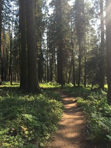 The beautiful (and short) Crescent Meadow Trail is surrounded by sequoia trees and is a nice, leisurely way to tour around the loop.