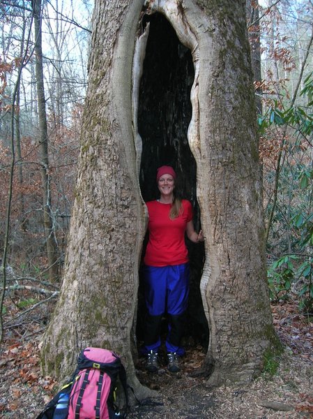 Old growth Tulip Poplar on the Boogerman Trail.