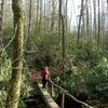 Bridge crossing on Caldwell Fork Trail.