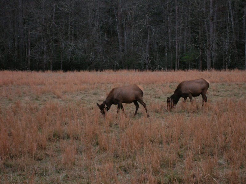 Elk grazing in the Cataloochee Valley.