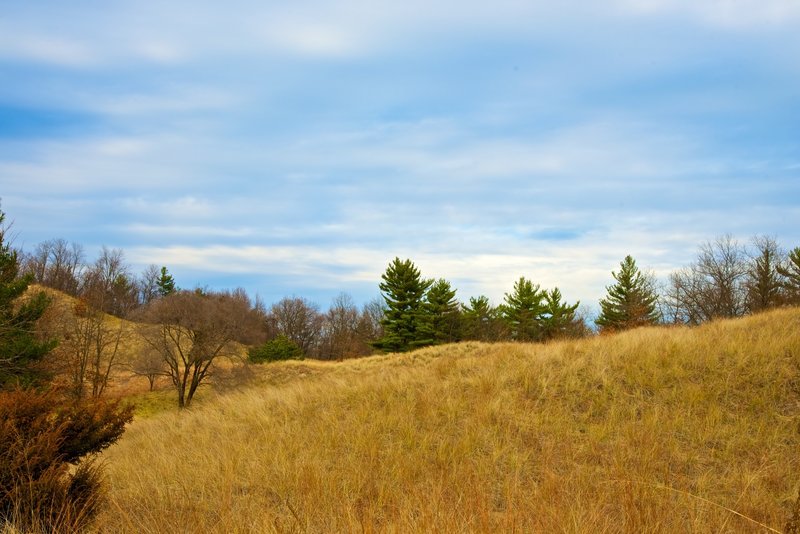 View of the Lake Michigan dune covered in marram grass.