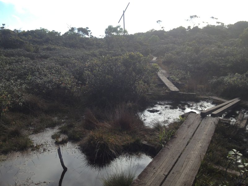 Boardwalk in the Alakai Swamp.