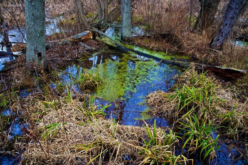 Even in December, the marsh is teeming with life.