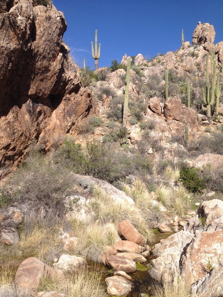 Saguaro abound on the Romero Canyon Trail.