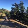 The trail to Hurricane Ridge.