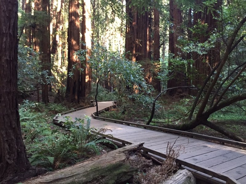 Boardwalk through giant trees