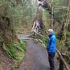 Lots of moss on this trail!