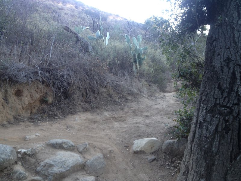 About halfway up El Prieto, a shortcut to Brown Mountain Trail cuts off to the right. El Prieto continues to the left.