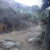 About halfway up El Prieto, a shortcut to Brown Mountain Trail cuts off to the right. El Prieto continues to the left.