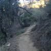 Singletrack towards the top of El Prieto Canyon.