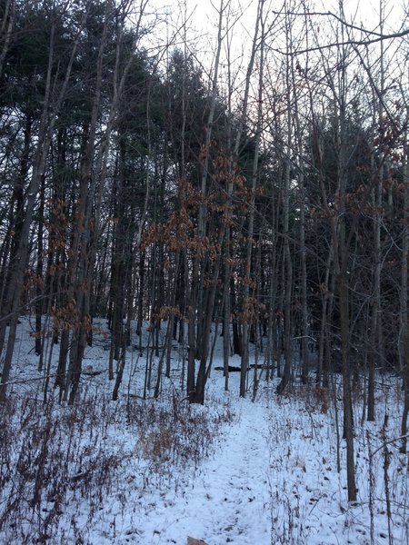 Snow covering the trail approaching a "wall" of small pines.