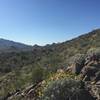 Hiking up the Estrella Mountains.