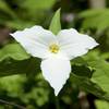 Trillium at the Heron Rookery.