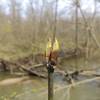 Spring bud along the Little Calumet River.