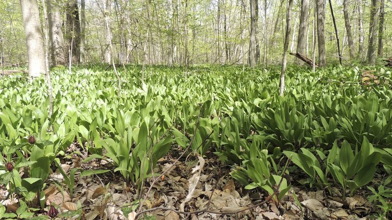 The forest floor comes alive during wildflower season.