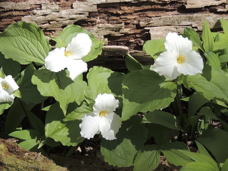 Trillium are everywhere!