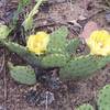 Eastern prickly pear cactus can be found on the Tolleston Dunes Trail!