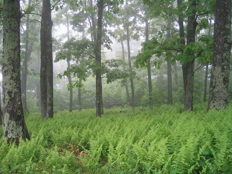 You'll enjoy scenic views of the forest and its undergrowth on the Dickey Ridge Trail.