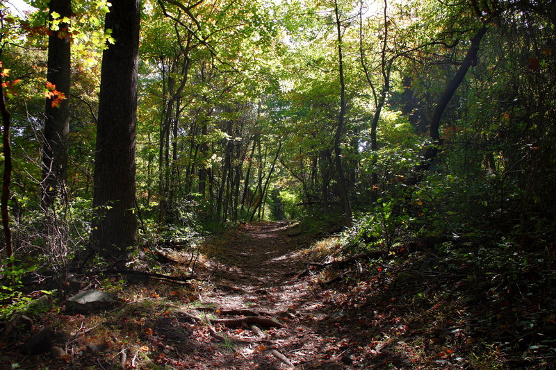 Fox Hollow Trail at Dickey Ridge.