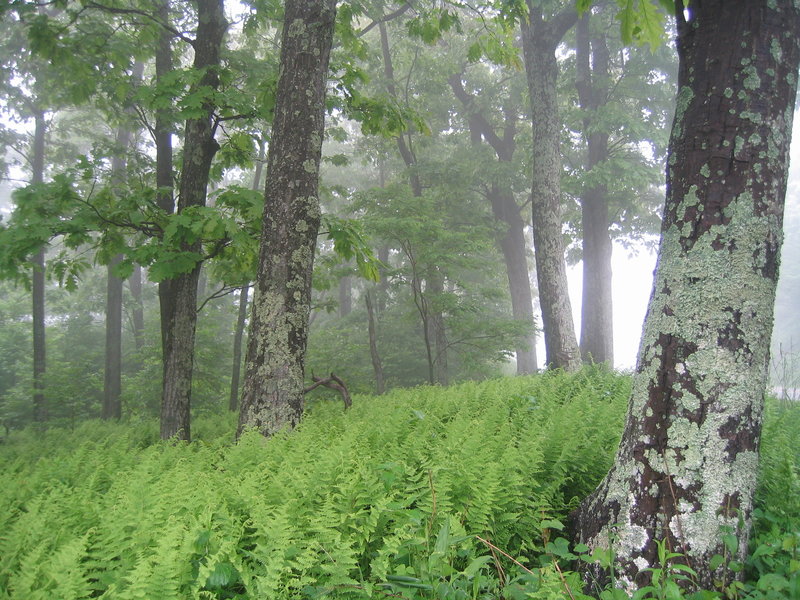 More fog along Dickey Ridge.