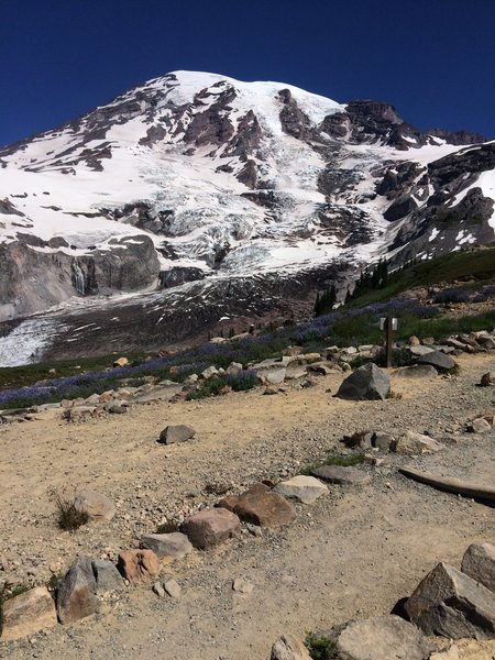 View towards Rainier at one of the first view/rest stops on the Skyline trail.