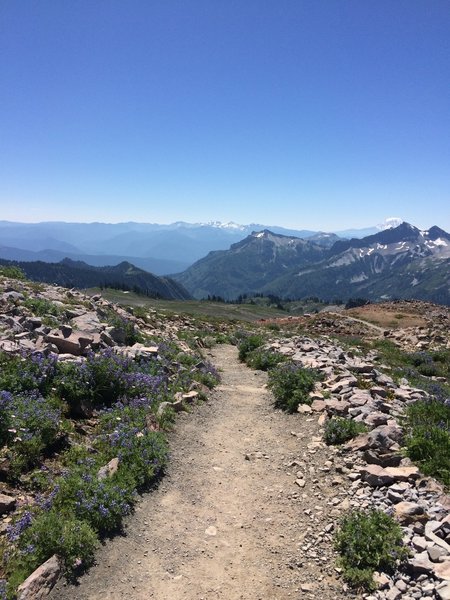 Wildflowers reappear as we lose elevation on the Skyline Trail.