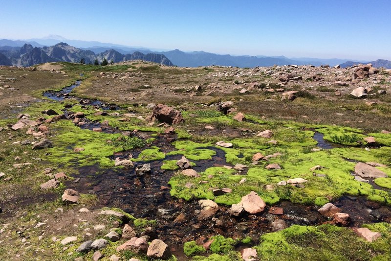 Glacial streams/run off provides a unique habitat on the Skyline Trail.