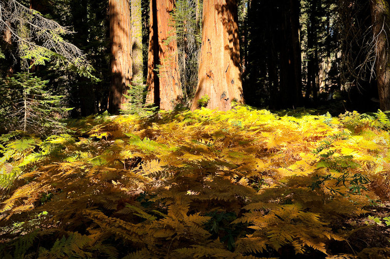 Ferns and Sequoia trees, Crescent Meadow Loop Trail.