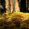 Ferns and Sequoia trees, Crescent Meadow Loop Trail.