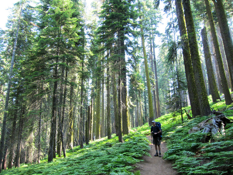 Hiker on High Sierra Trail near Crescent Meadow