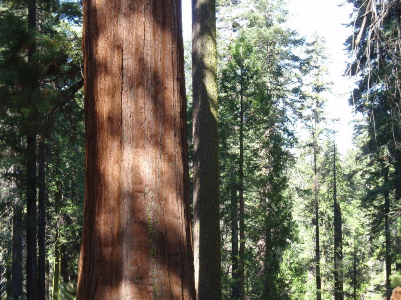 The Toulumne Grove Trail shows off the local sequoia population.