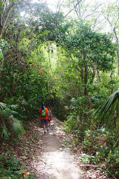 Through the jungle on Reef Bay Trail.