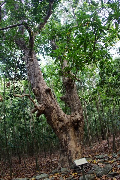 Mango tree.