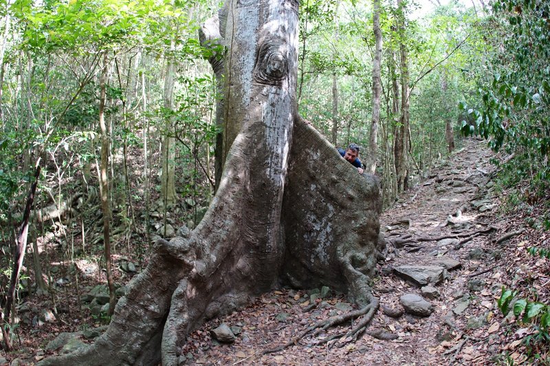 David biting out the Kapok tree.