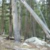 Some lodge pole pines and granite along the trail.