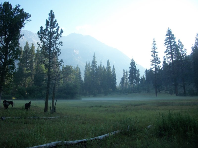 Mules in the mist, as seen from the Middle Fork Trail in Simpson Meadow.