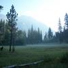 Mules in the mist, as seen from the Middle Fork Trail in Simpson Meadow.