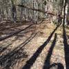 Long shadows during late-day sun on Crow Branch Overlook Loop Trail where it crosses a utility easement cut (PSNC Corridor)