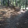 End point of Crow Branch Overlook Loop Trail where it rejoins Pumpkin Loop Trail.