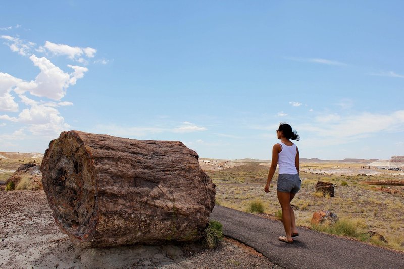 The walker in the photo puts a sense of scale on a massive piece of petrified wood.